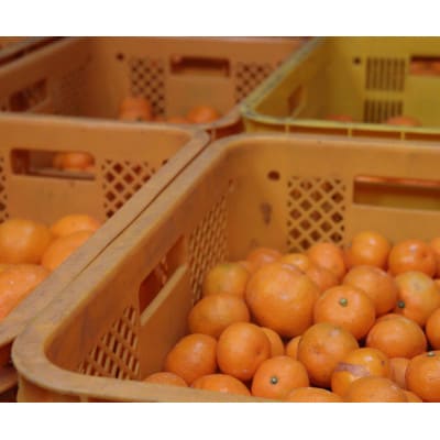【3月より順次発送】有田みかんの産地から届く　果汁100%!搾りたての柑橘ジュース500ml×6本