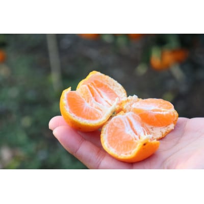 【発送月固定定期便】果汁100%! 柑橘ジュース180ml×5本全3回