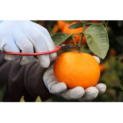 【毎月定期便】農家直送　果汁100%! 柑橘ジュース180ml×12本全2回