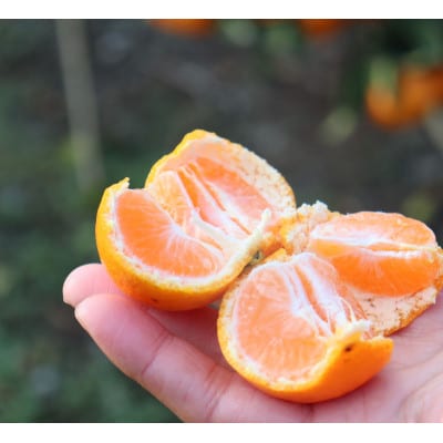 【毎月定期便】農家直送　果汁100%! 柑橘ジュース180ml×12本全2回