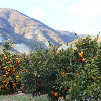 【毎月定期便】農家直送　果汁100%! 柑橘ジュース180ml×12本全2回