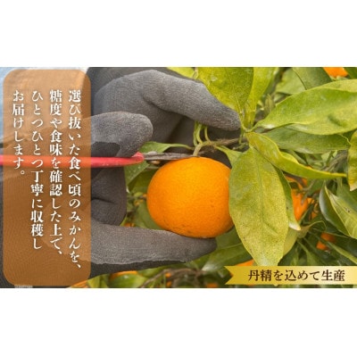 則村園産 有田みかん 7kg
