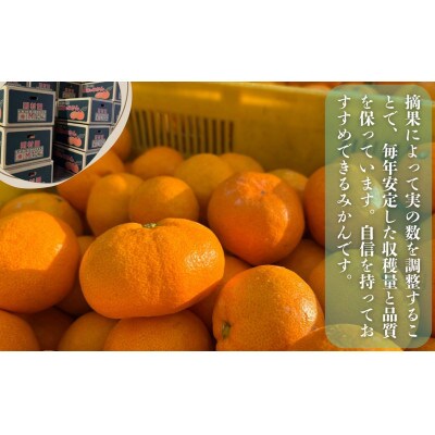 則村園産 有田みかん 7kg
