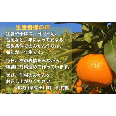 則村園産 有田みかん 7kg