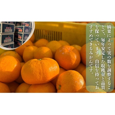 則村園産 有田みかん 10kg