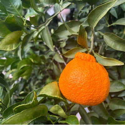 則村園産 不知火 1.5kg
