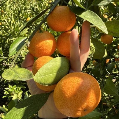 有田みかん 計10kg リピーター続出!!