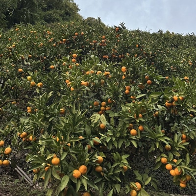 有田みかん 計10kg リピーター続出!!