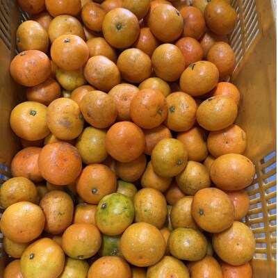 有田みかん 計10kg リピーター続出!!