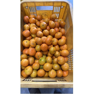 有田みかん 計10kg リピーター続出!!