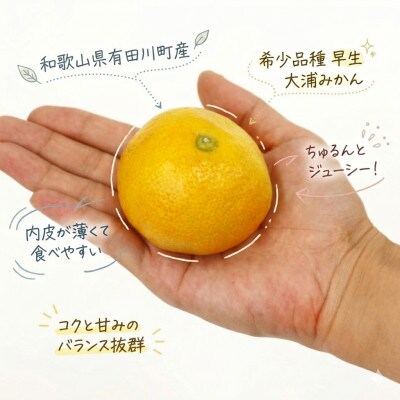 「訳あり 家庭用」極早生みかん 大浦　3kg(S～2Lサイズ混合)