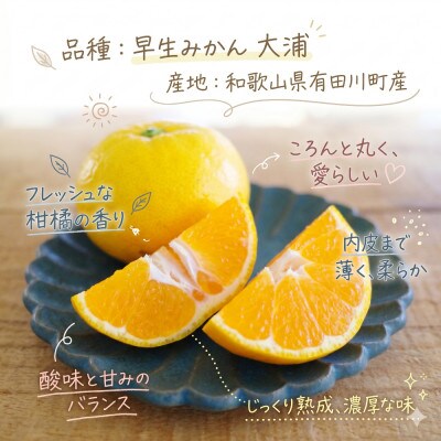 「訳あり 家庭用」極早生みかん 大浦　3kg(S～2Lサイズ混合)