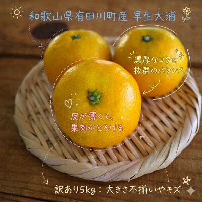 「訳あり 家庭用」極早生みかん 大浦　5kg(S～2Lサイズ混合)