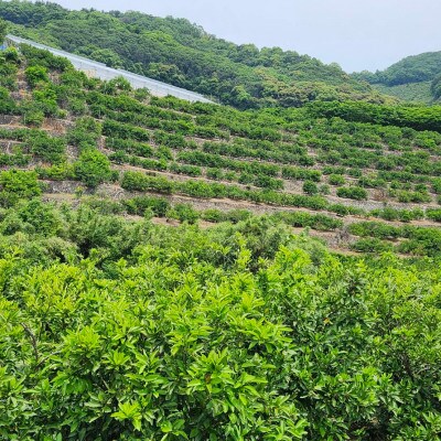 「訳あり 家庭用」極早生みかん 大浦　5kg(S～2Lサイズ混合)