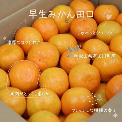 「訳あり 家庭用」早生みかん 田口　3kg(S～2Lサイズ混合)