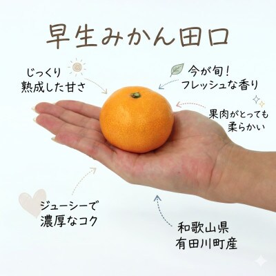 「訳あり 家庭用」早生みかん 田口　5kg(S～2Lサイズ混合)