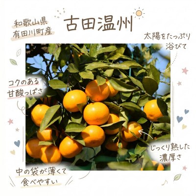 「訳あり 家庭用」晩生みかん 古田温州　3kg(S～2Lサイズ混合)