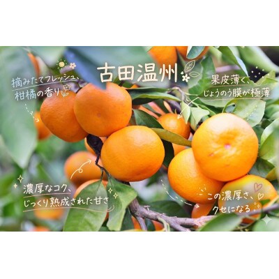 「訳あり 家庭用」晩生みかん 古田温州　3kg(S～2Lサイズ混合)