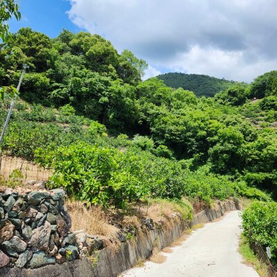「訳あり 家庭用」晩生みかん 古田温州　5kg(S～2Lサイズ混合)