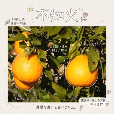 《訳あり 家庭用》不知火　3kg(S～2Lサイズ混合)