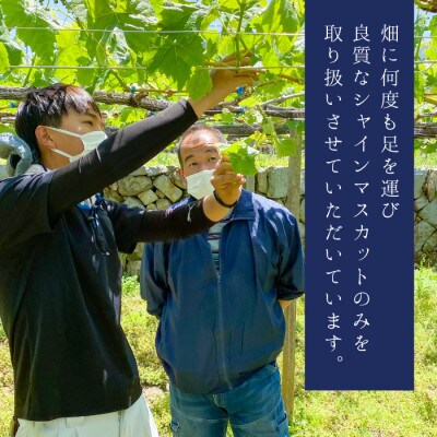【大人気】笛吹市産厳選シャインマスカット約1.2kg(2房～3房)