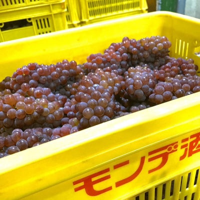 【2025年新酒ワイン】デラウェア　720ml　★オビワンさんデザインラベル★