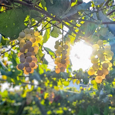 【2025年新酒ワイン】甲州・べーリーA　2本セット(各720ml)　★オビワンさんデザインラベル★