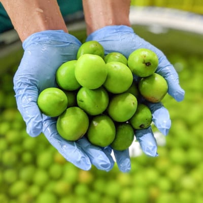 【モンデ酒造】梅酒　500ml