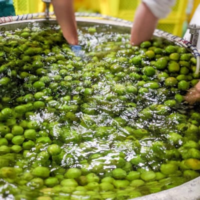 【モンデ酒造】梅酒　500ml