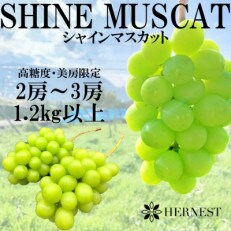 【先行受付】山梨県笛吹市のシャインマスカット　約1.2kg(2房～3房)