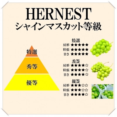【先行受付】山梨県笛吹市産　旬の採れたてシャインマスカット　秀等品　約1.2kg　2房～3房