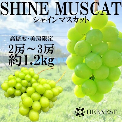【先行受付】山梨県笛吹市の特選シャインマスカット 約1.2kg(2房~3房)