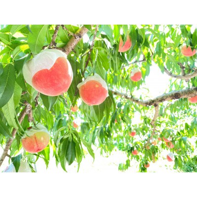 笛吹市産高糖度桃【5~8玉】約2kg