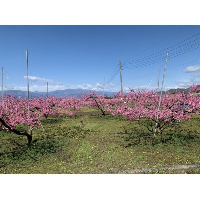 【糖度センサー選別】桃6～8個　約2kg