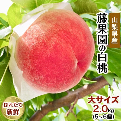 藤果園の白桃　2.0kg