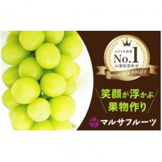 シャインマスカット 約1.2kg以上(2～3房入)朝採り産地直送