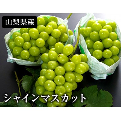 シャインマスカット　約1.2kg以上(2～3房入)朝採り産地直送
