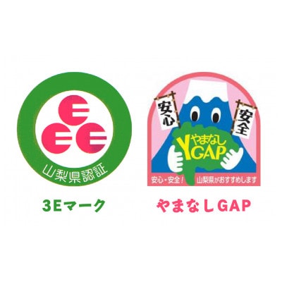 シャインマスカット　約1.2kg以上(2～3房入)朝採り産地直送