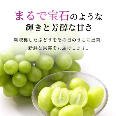 【特別感謝品】シャインマスカット4.5kg以上　お楽しみ感謝プレゼント付山梨県笛吹市一宮産　朝採産直