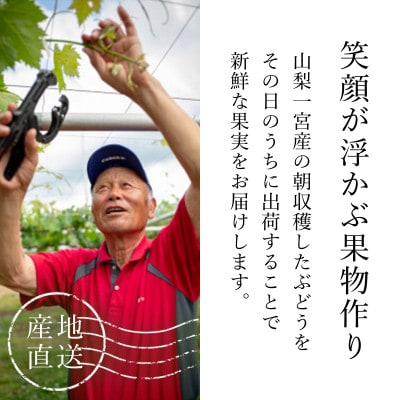 【2025年発送】シャインマスカット ビッグサイズ1房　朝採り産地直送