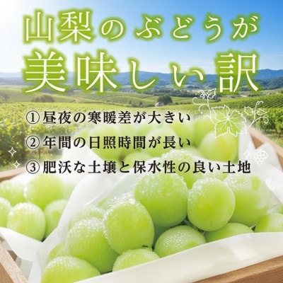 【2026年発送】星のくだもの屋　シャインマスカット2房(1kg以上)山梨県産