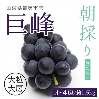 山梨県産種なし巨峰3～4房(約1.5kg)
