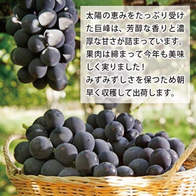 山梨県産種なし巨峰3～4房(約1.5kg)