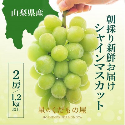 【2026年発送】星のくだもの屋　シャインマスカット2房(1.2kg以上)山梨県産