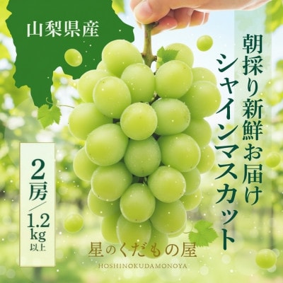 【2026年発送】星のくだもの屋　シャインマスカット2房(1.2kg以上)山梨県産
