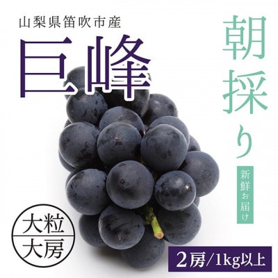 山梨県産種なし巨峰2房(計1kg以上)【2025年発送】
