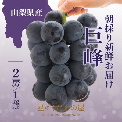 【2026年発送】星のくだもの屋　種なし巨峰2房(1kg以上)山梨県産