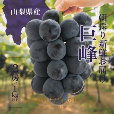 【2026年発送】星のくだもの屋　種なし巨峰2房(1kg以上)山梨県産