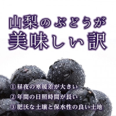 山梨県産種なし巨峰2房(計1kg以上)【2025年発送】