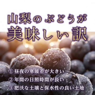 【2026年発送】星のくだもの屋　種なし巨峰2房(1kg以上)山梨県産